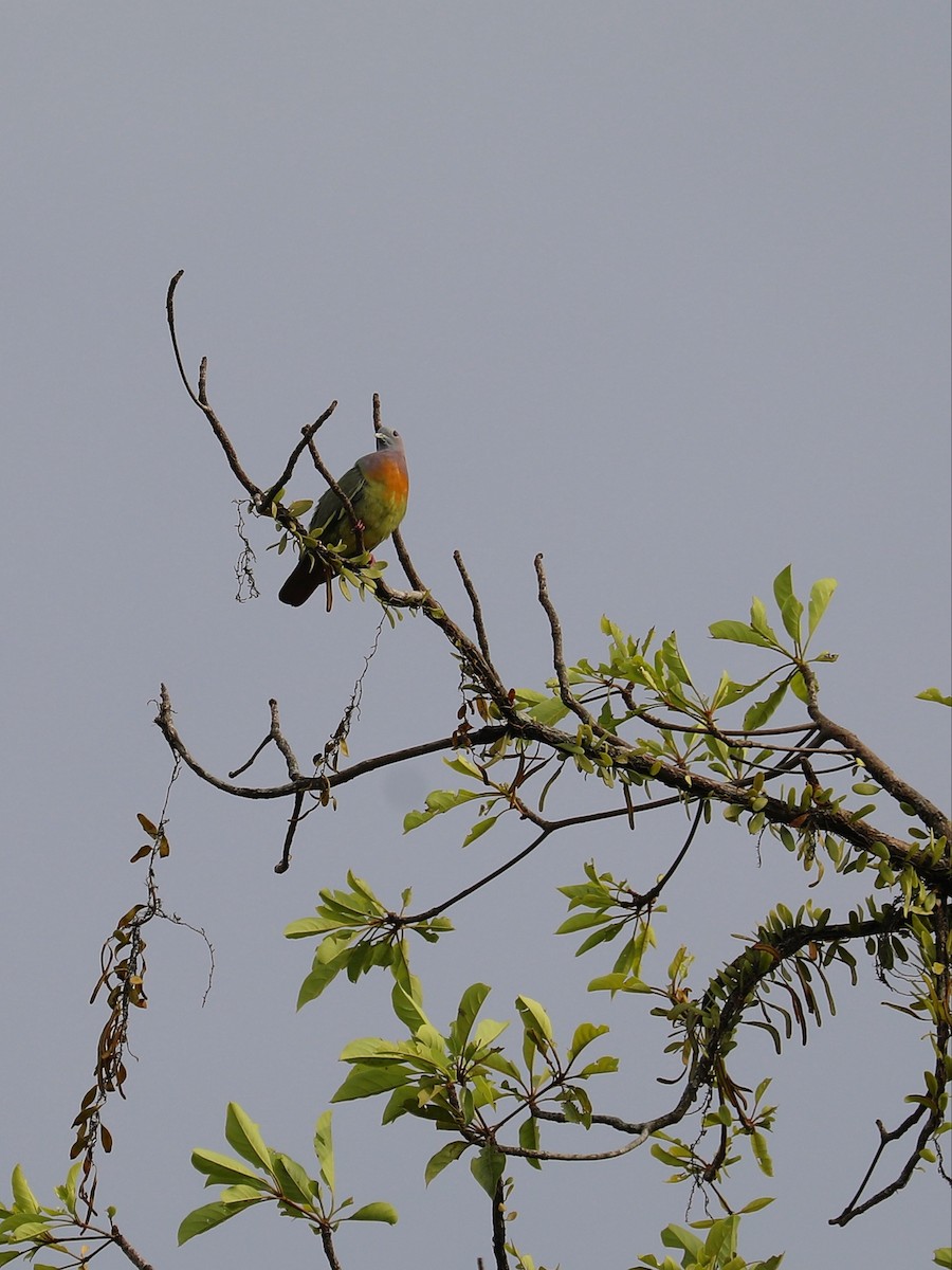 holub papouščí - ML619491650