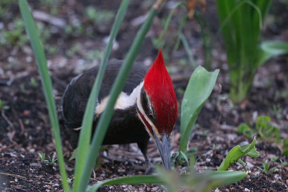 Pileated Woodpecker - ML619491668