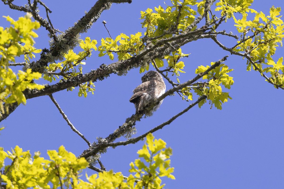 Eurasian Pygmy-Owl - ML619491675