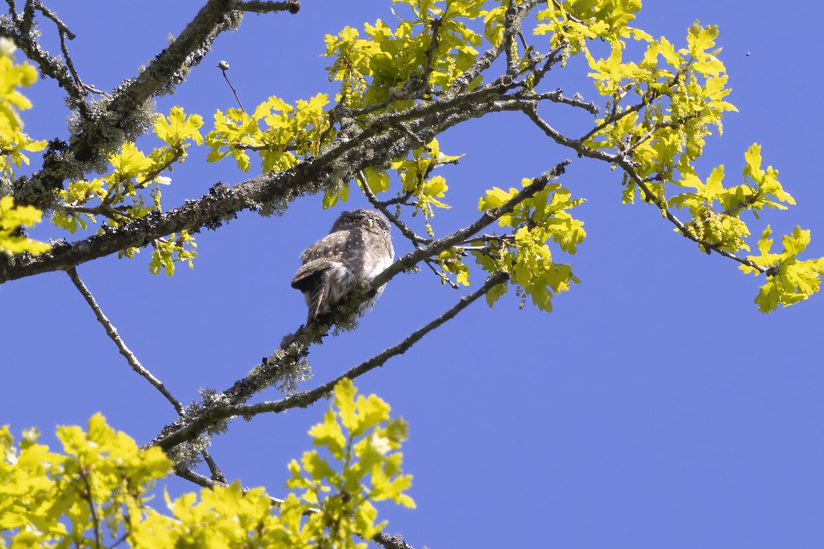 Eurasian Pygmy-Owl - ML619491679