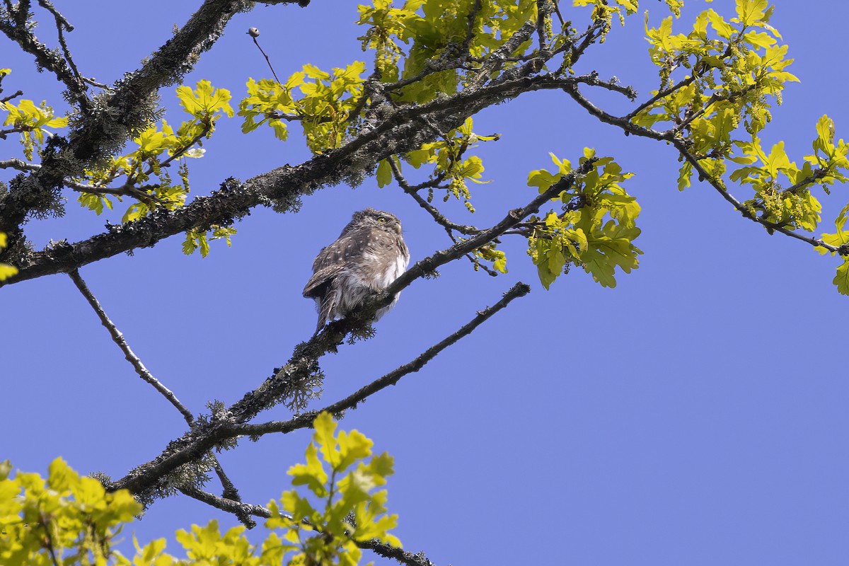 Eurasian Pygmy-Owl - ML619491682