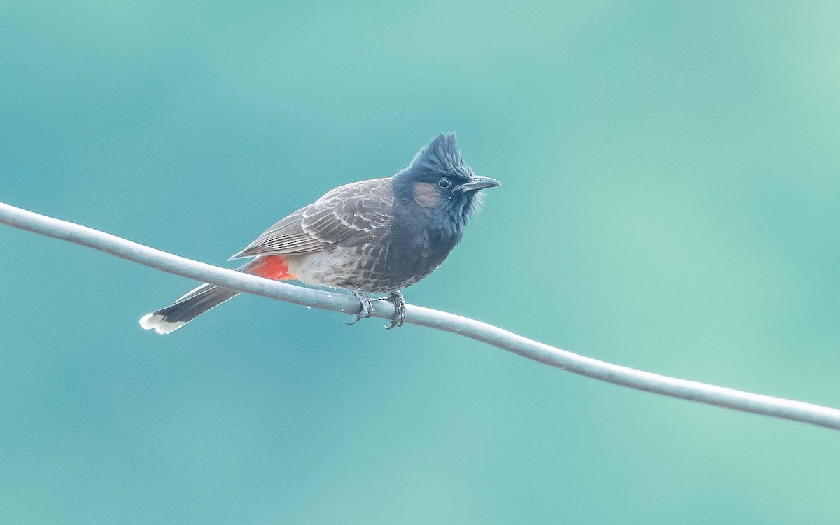 Red-vented Bulbul - ML619491699
