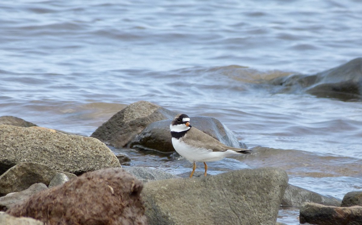 Semipalmated Plover - ML619491747
