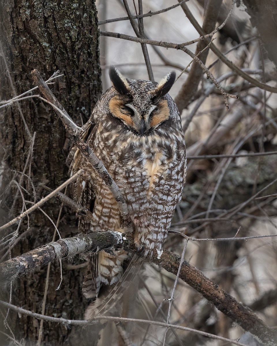 Long-eared Owl - ML619491749