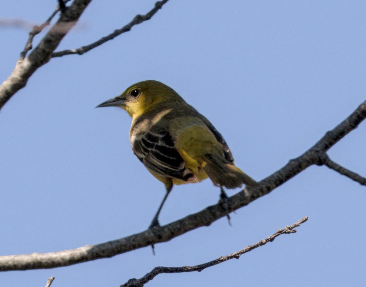Orchard Oriole - ML619491758