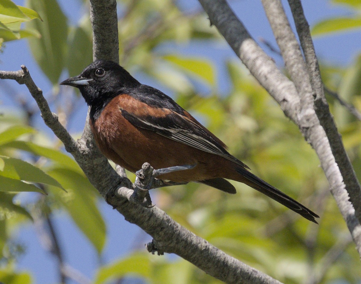 Orchard Oriole - ML619491759