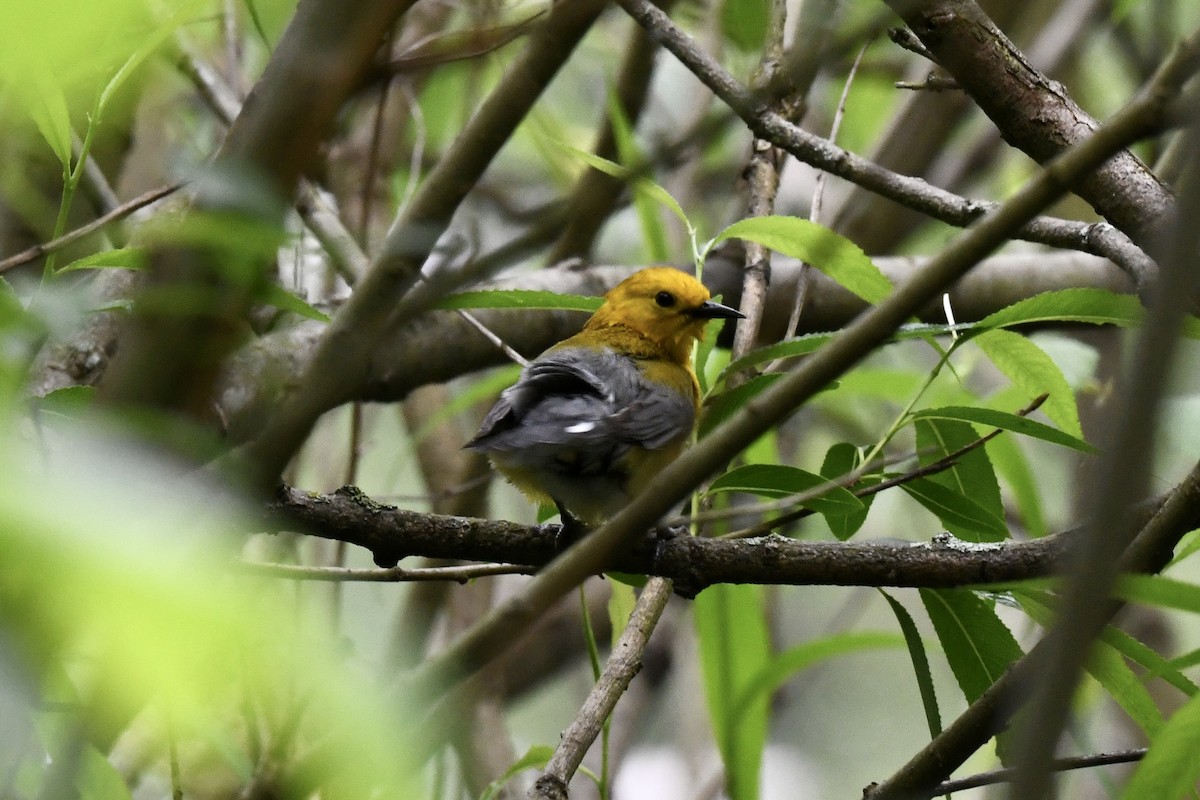 Prothonotary Warbler - ML619491782