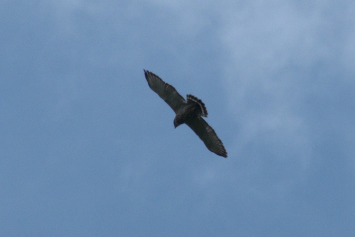 Broad-winged Hawk - ML619491788