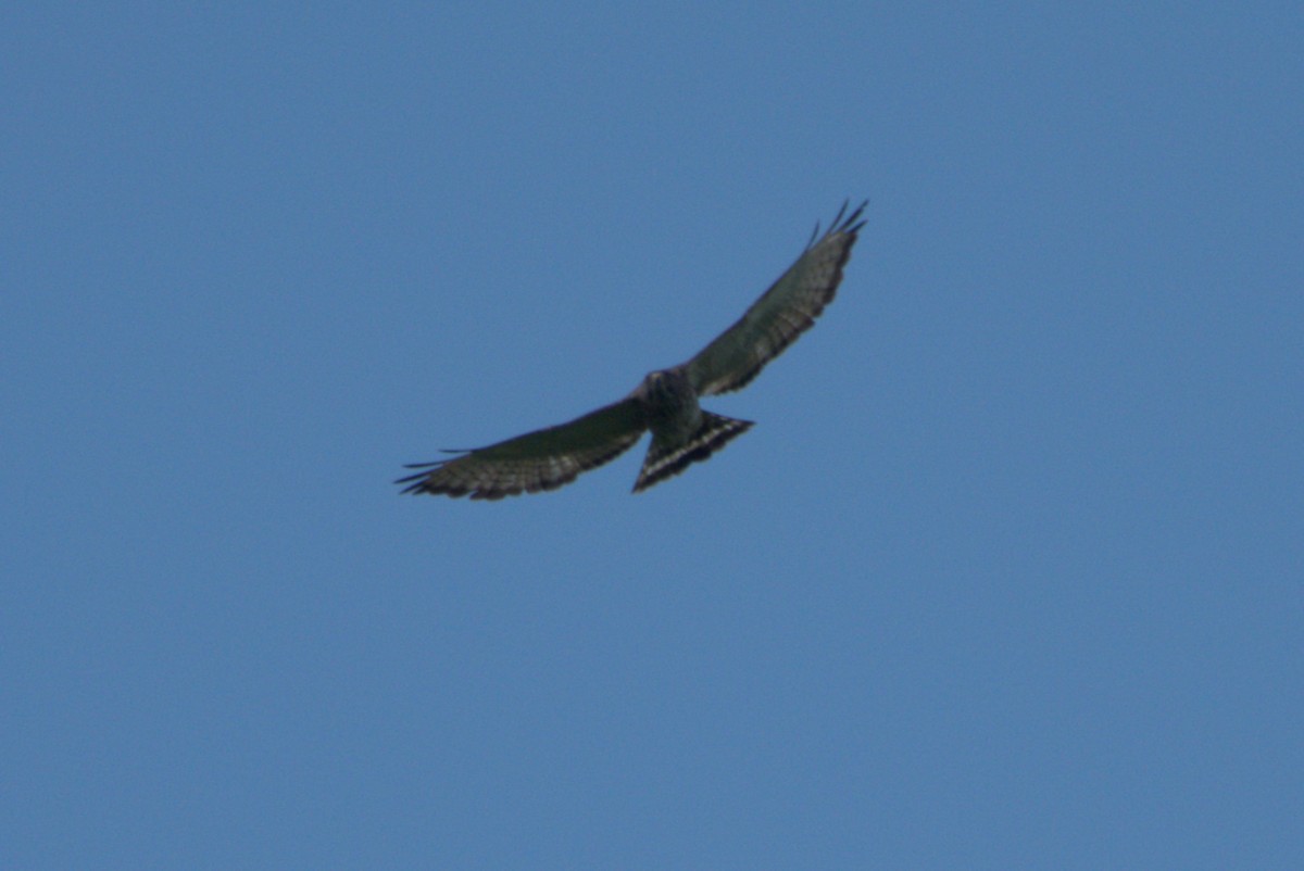 Broad-winged Hawk - ML619491789