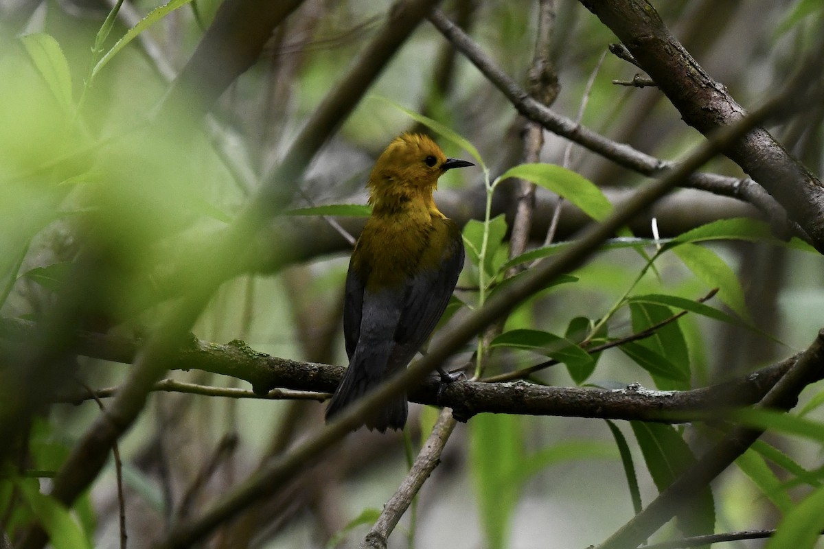 Prothonotary Warbler - ML619491825