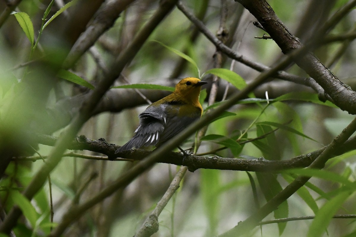 Prothonotary Warbler - ML619491829