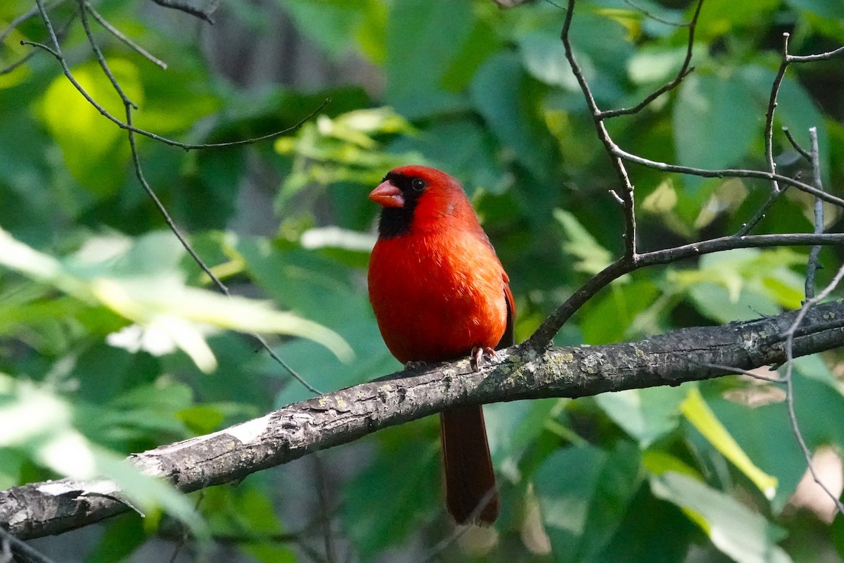 Cardinal rouge - ML619491835