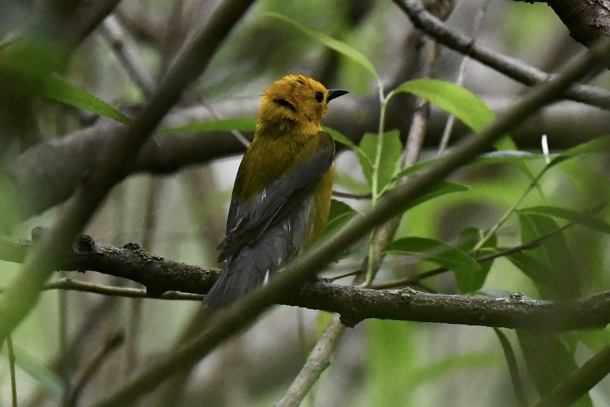 Prothonotary Warbler - ML619491846