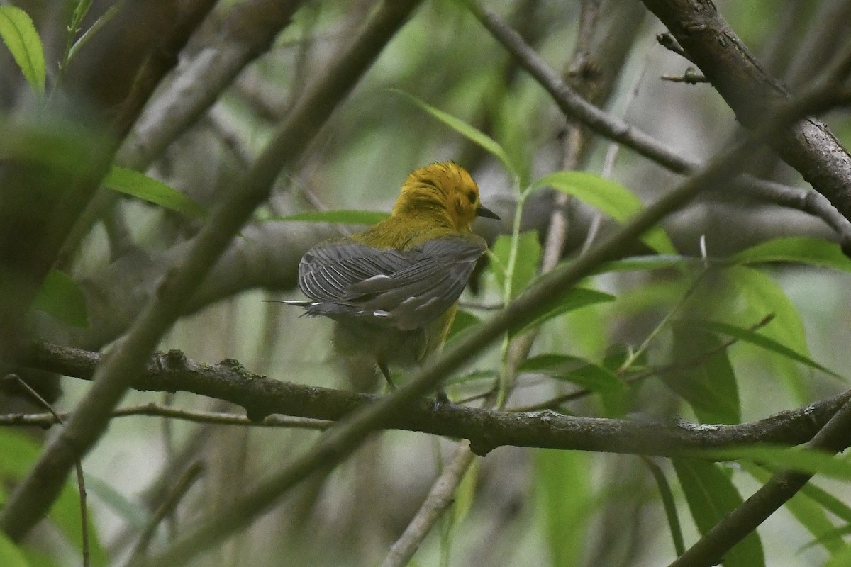 Prothonotary Warbler - ML619491855