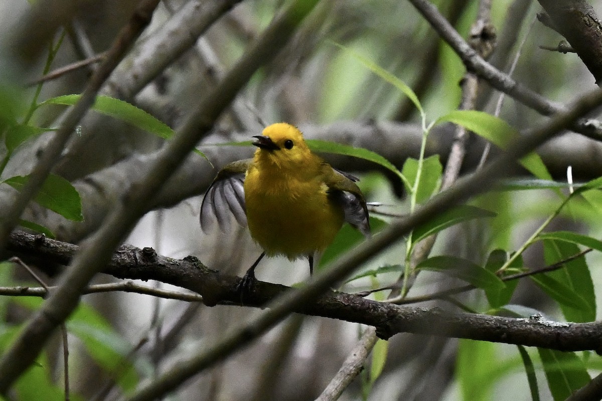 Prothonotary Warbler - ML619491870