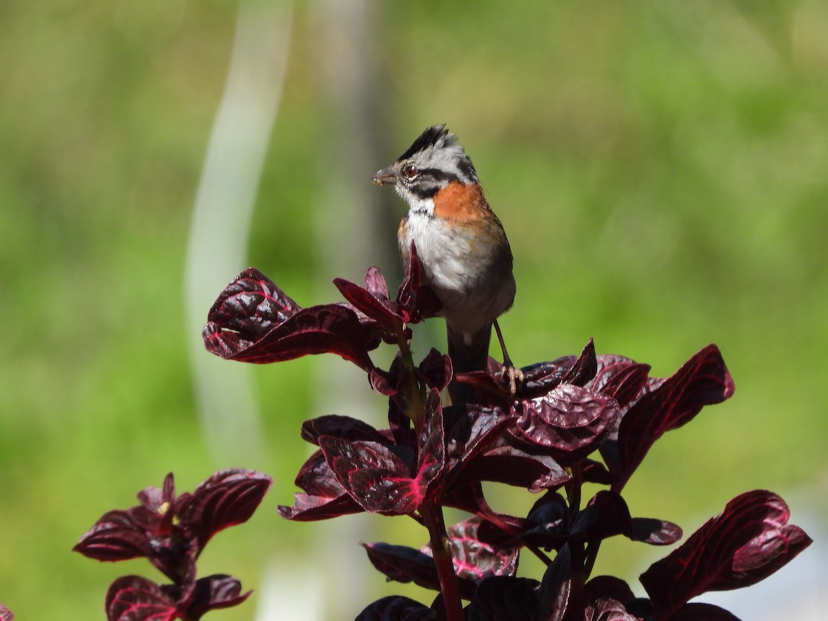 Rufous-collared Sparrow - ML619491961