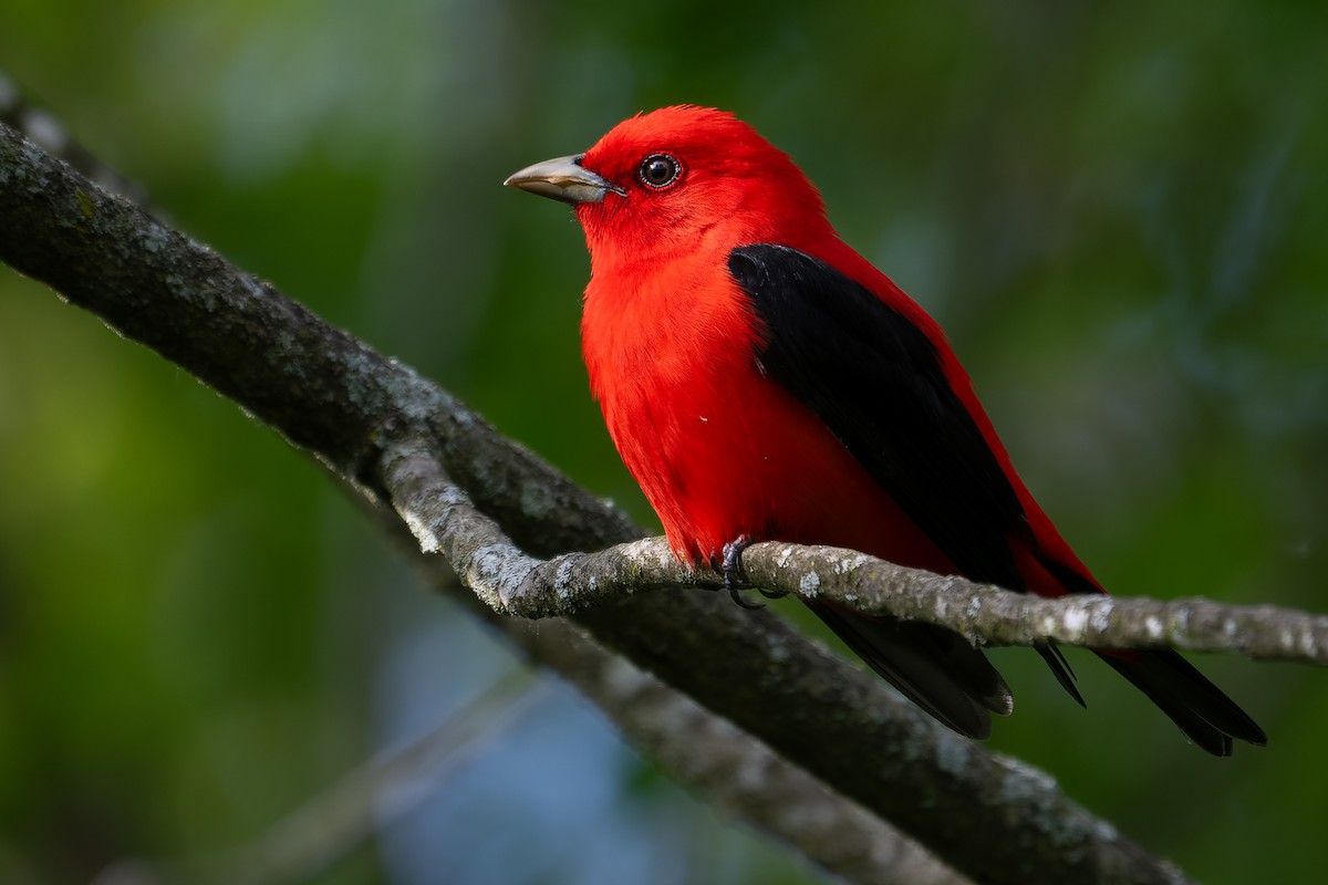 Scarlet Tanager - ML619491982
