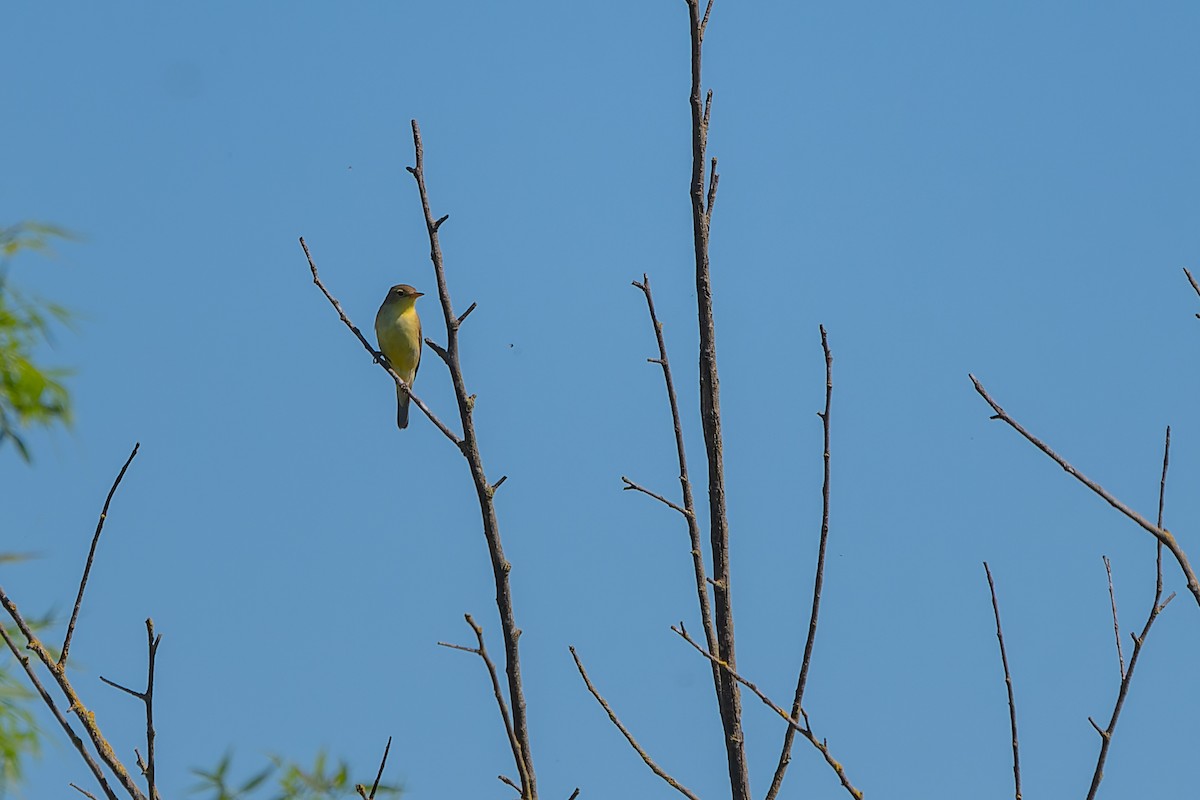 Melodious Warbler - ML619492002
