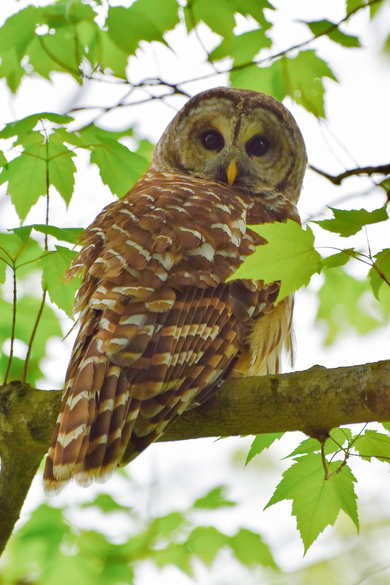 Barred Owl - ML619492032