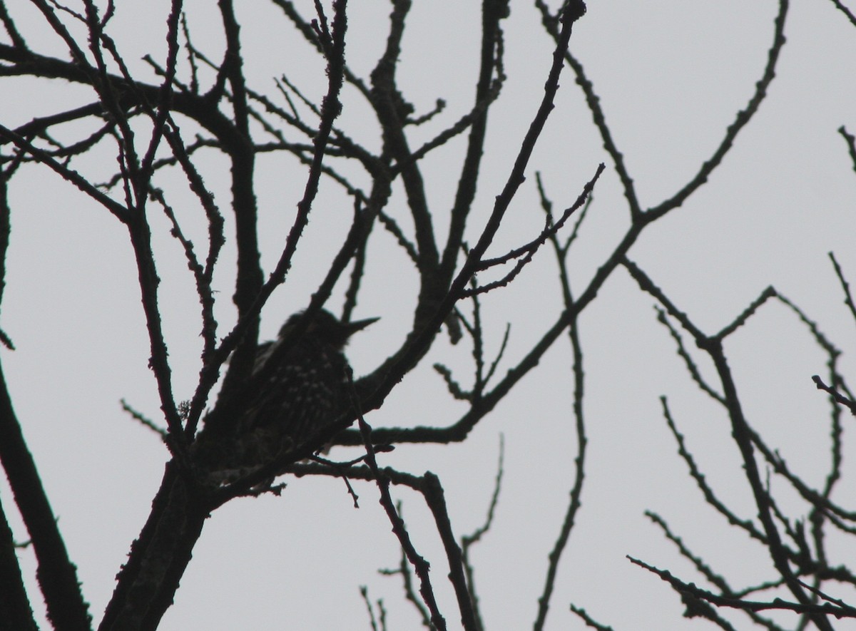 Great Spotted Woodpecker - ML619492038