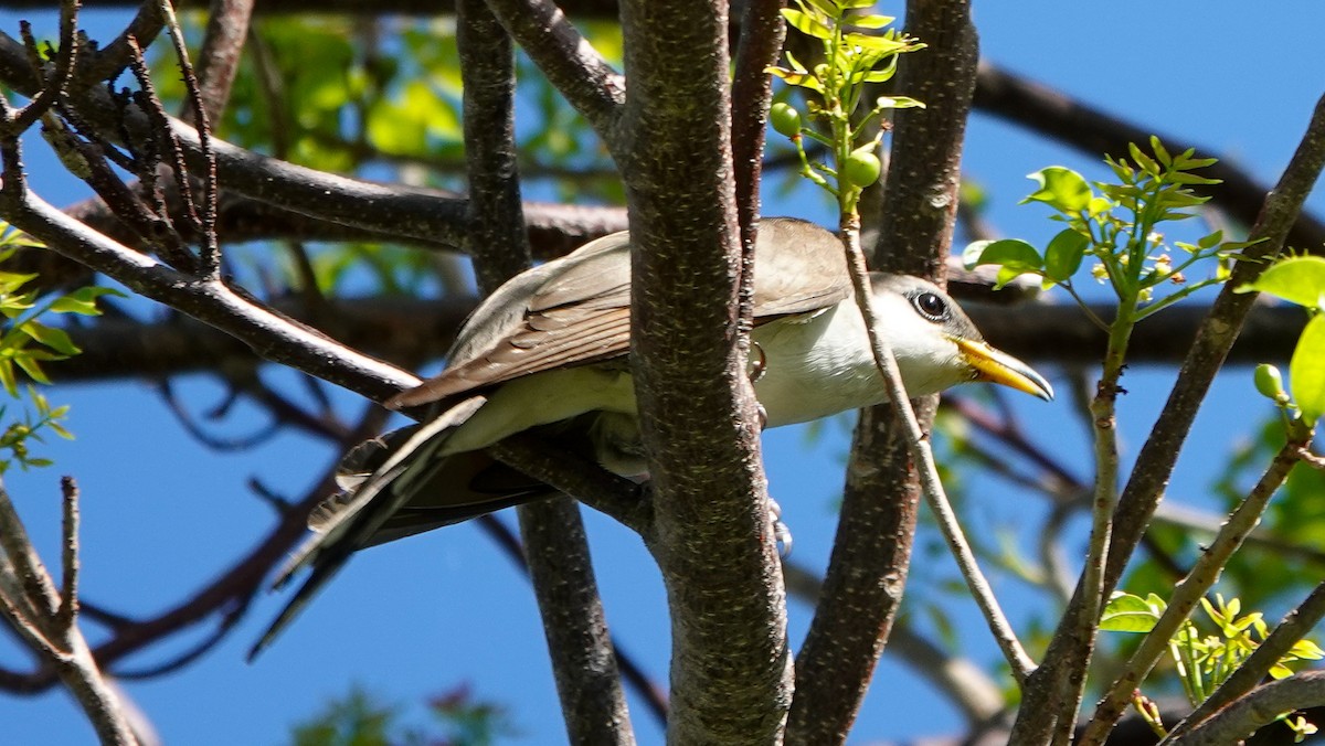 Yellow-billed Cuckoo - ML619492043