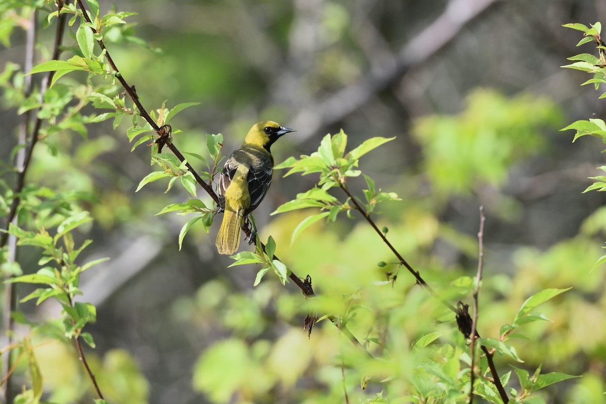 Orchard Oriole - ML619492179