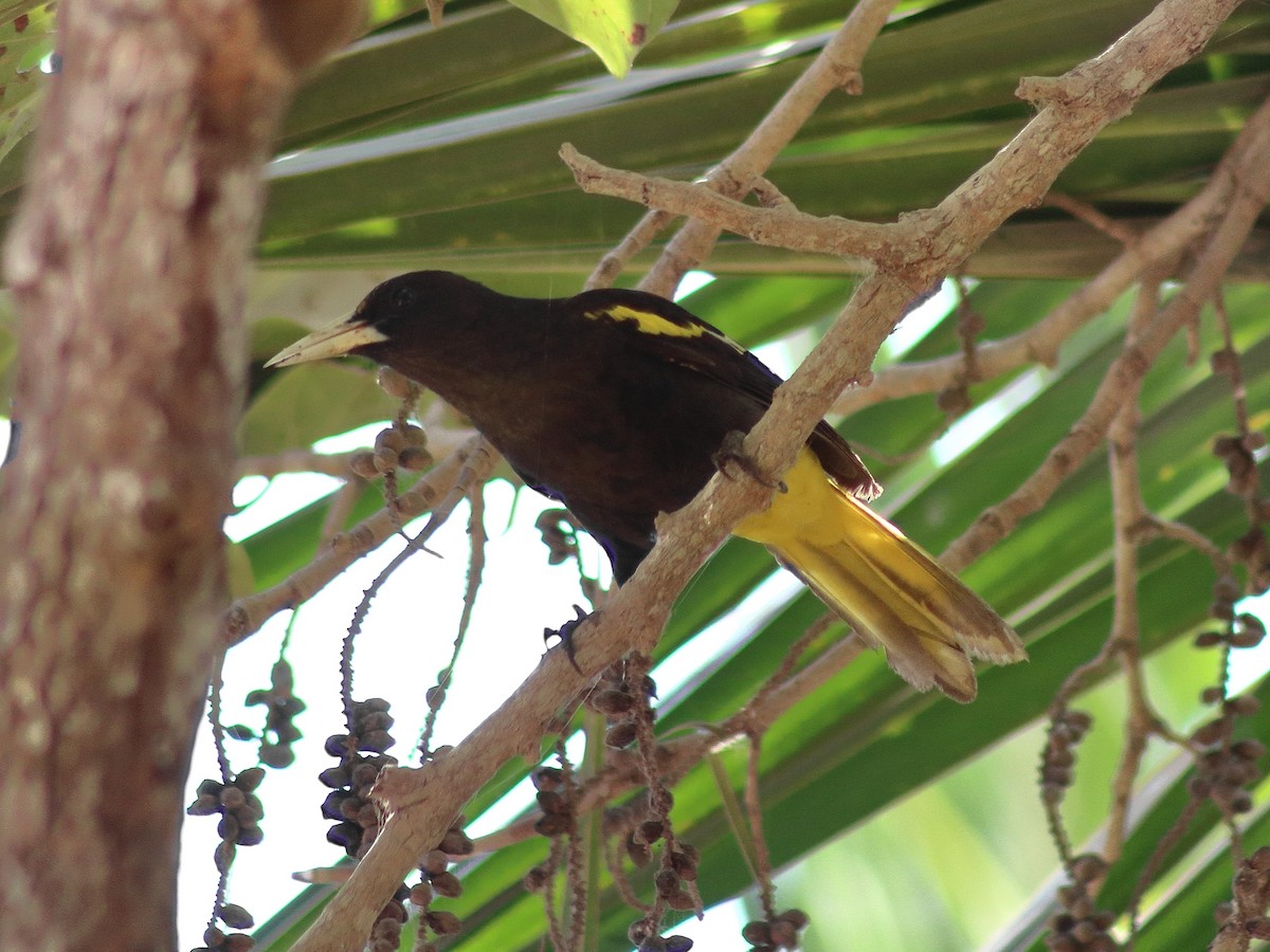 Yellow-winged Cacique - ML619492210