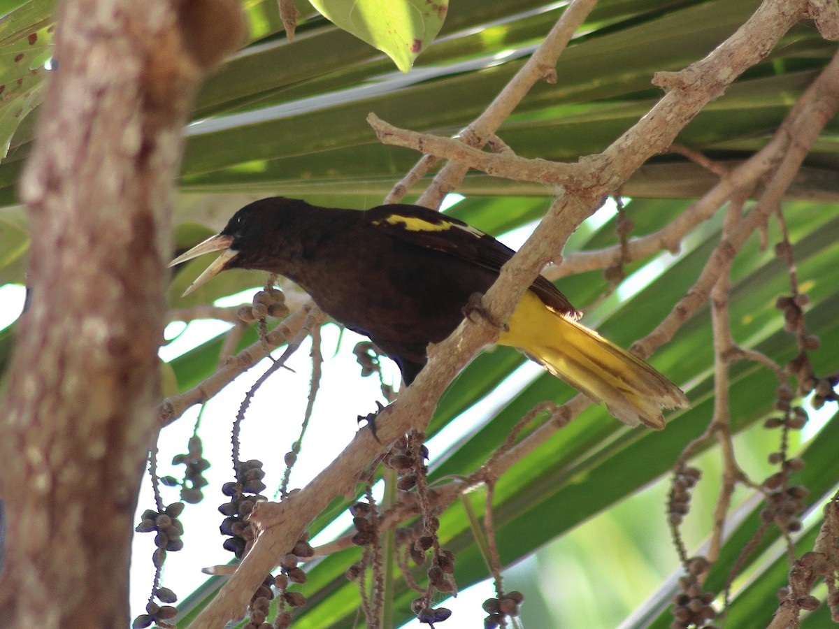 Yellow-winged Cacique - ML619492211