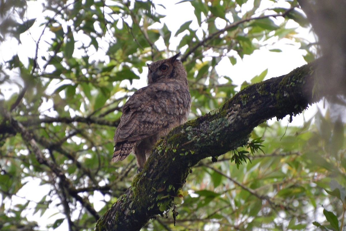 Great Horned Owl - ML619492227
