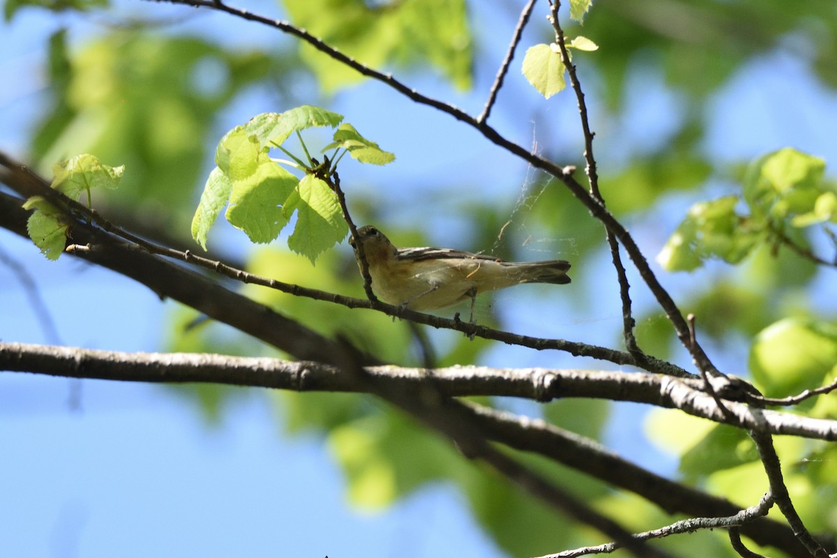 Bay-breasted Warbler - ML619492229