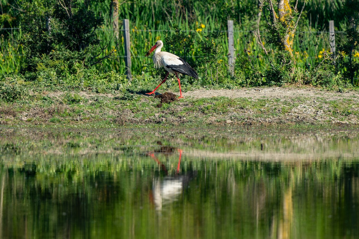 White Stork - ML619492243