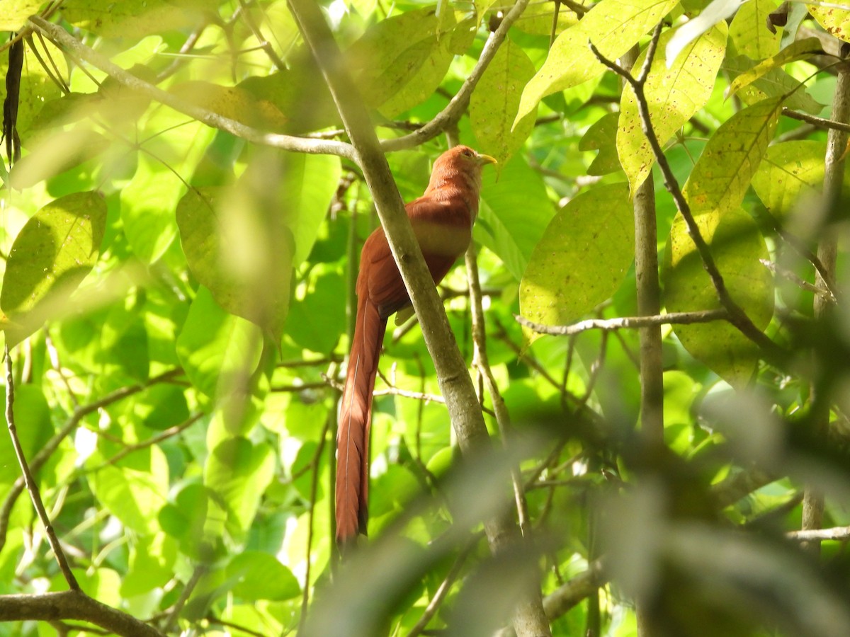 Squirrel Cuckoo (Amazonian) - ML619492283