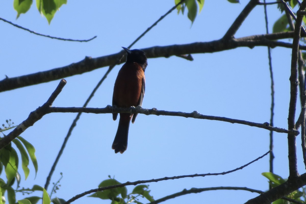 Orchard Oriole - ML619492308
