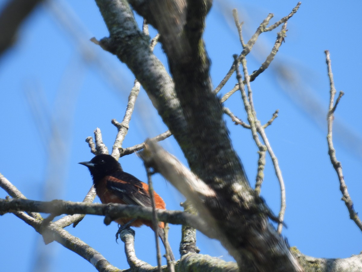 Orchard Oriole - ML619492362