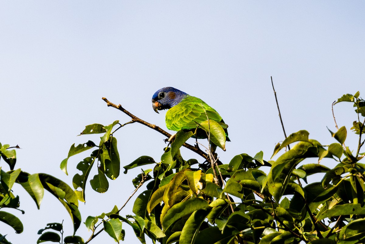 Blue-headed Parrot - ML619492371
