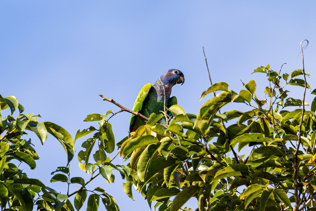 Blue-headed Parrot - ML619492377