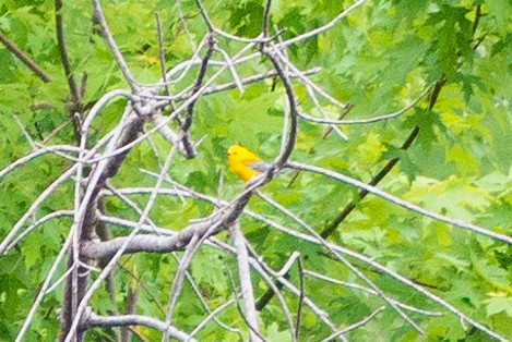 Prothonotary Warbler - ML619492383
