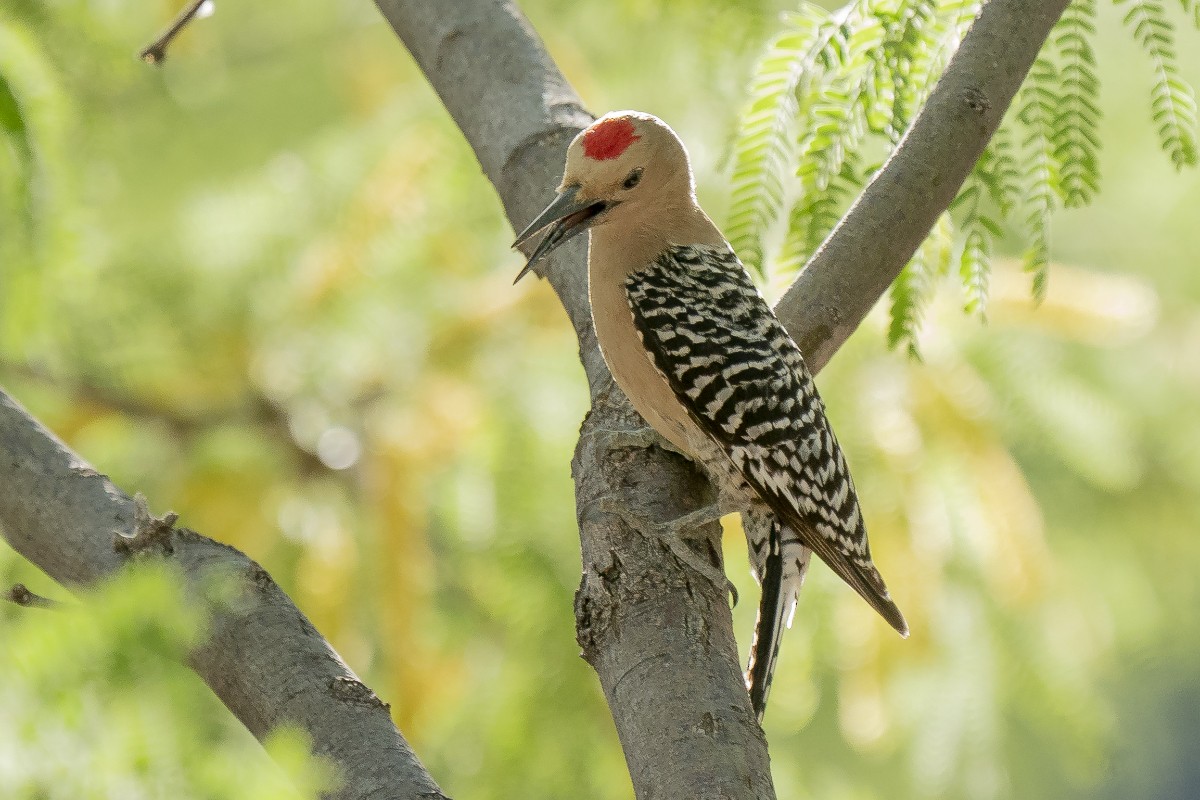 Gila Woodpecker - ML619492393
