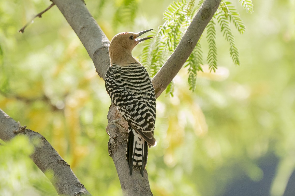 Gila Woodpecker - ML619492394