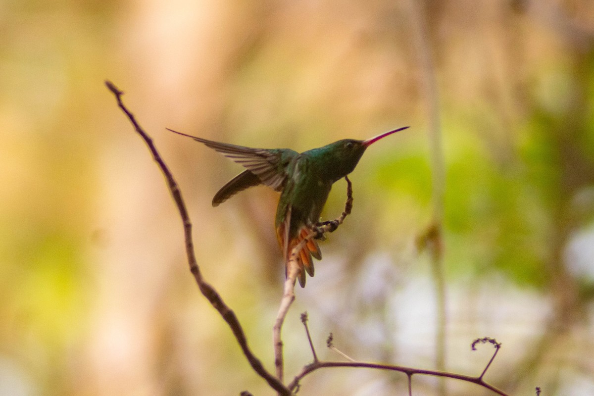 Rufous-tailed Hummingbird - ML619492395