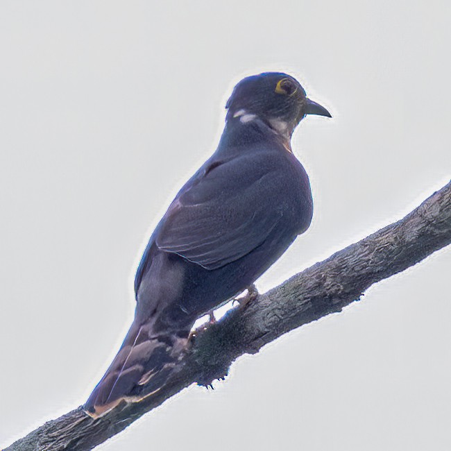 Hodgson's Hawk-Cuckoo - ML619492401