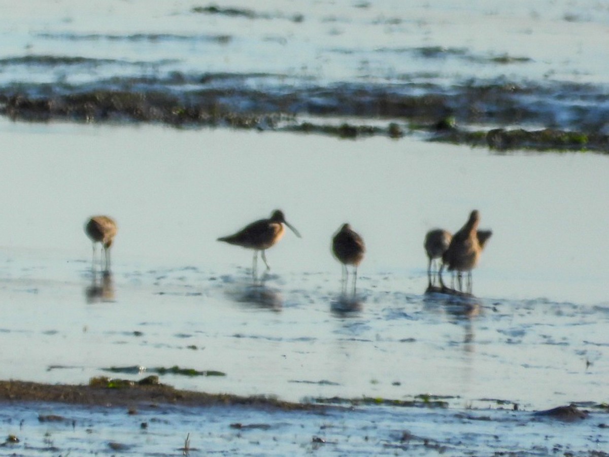 Long-billed Dowitcher - ML619492441