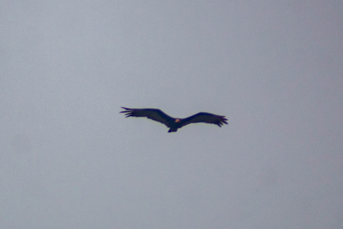 Lesser Yellow-headed Vulture - ML619492444