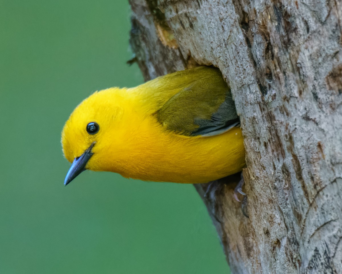 Prothonotary Warbler - ML619492451