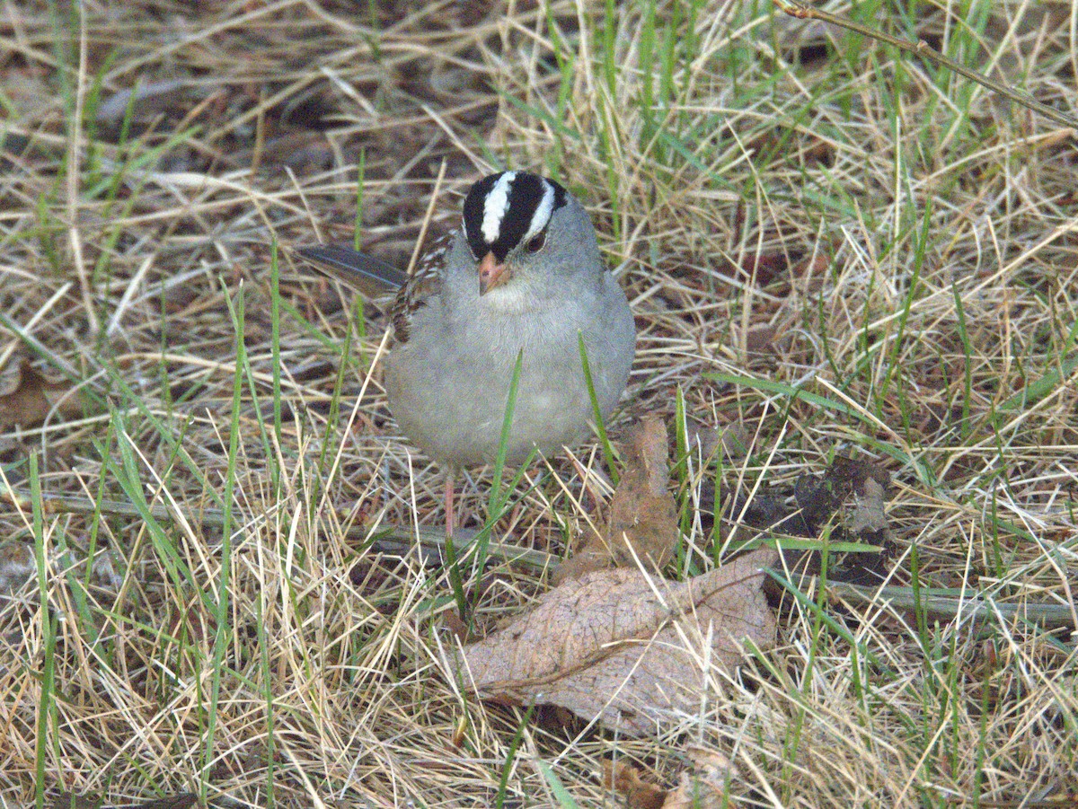 White-crowned Sparrow - ML619492475