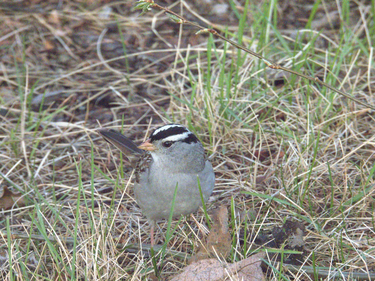 White-crowned Sparrow - ML619492476