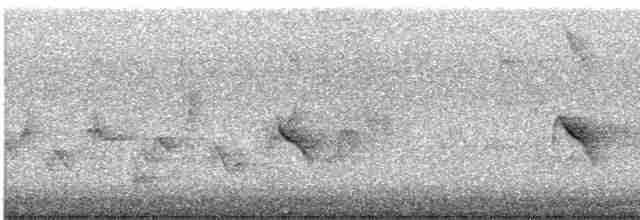 Широкохвостый колибри - ML619492487