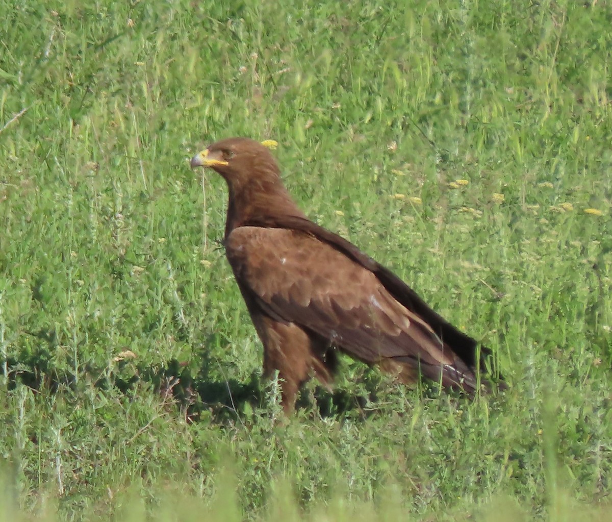 Lesser Spotted Eagle - ML619492626