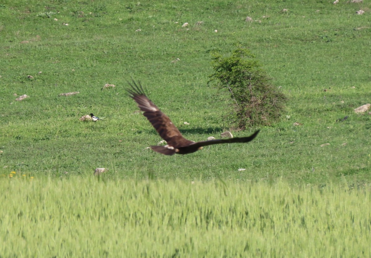 Lesser Spotted Eagle - ML619492629