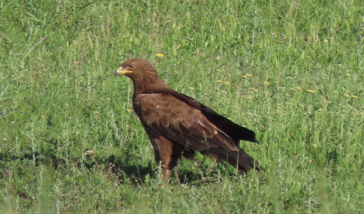 Lesser Spotted Eagle - ML619492630